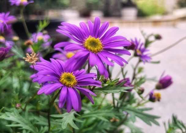 几种花是花中劳模，一年四季开花不断，花期长花量大，花友都喜欢