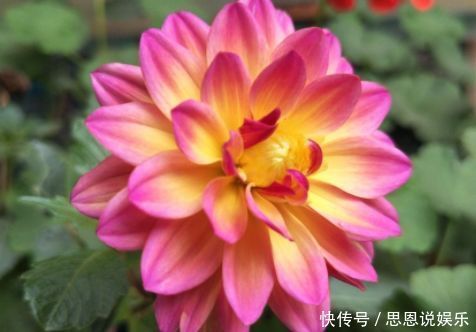 这几款花卉,养在家里,越冷开的越灿烂,四季繁花似锦,幽香四溢