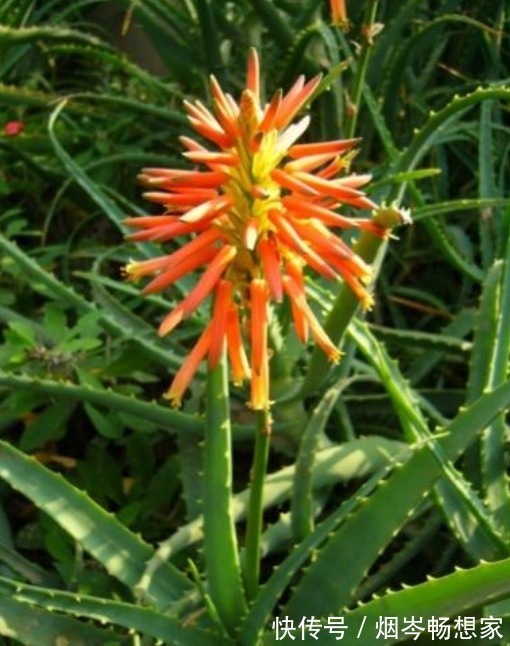 最受欢迎的“5种花”,好养又漂亮,开花还特漂亮,新手也养得好