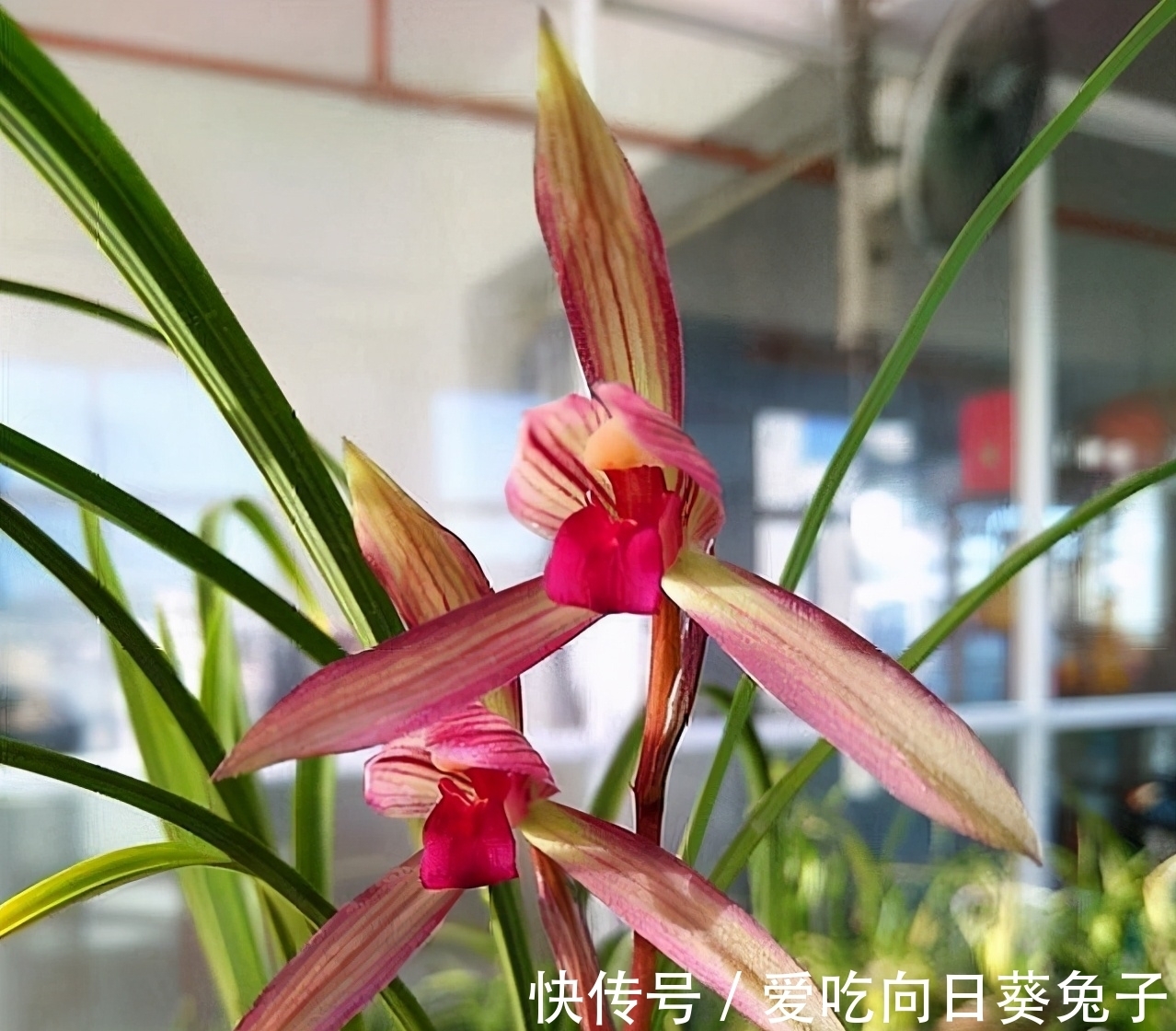 老花匠们最喜欢的三款兰花,花色顶级、甜香四溢