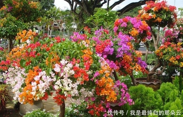 叶片|三角梅开败了?狠狠心,用3个“高招”,挤满新枝芽,又爆二茬花