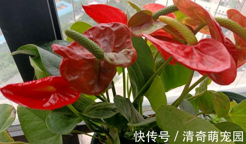 让红掌开花该注意哪些地方?4方面调控及时,盆栽寓意好、颜值高