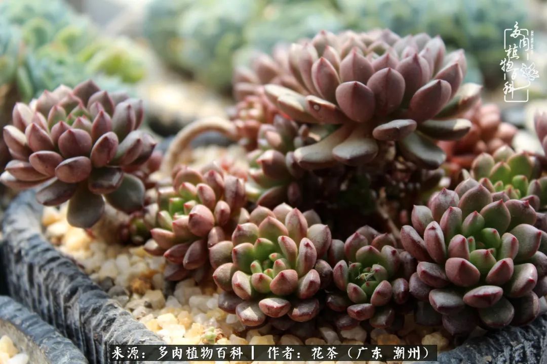 放松心情，静享愉悦，阳光下的多肉是最美的！