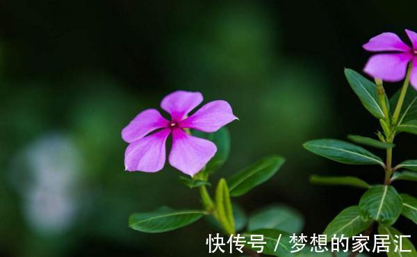 花海|养花试试这几款,开花艳丽,让你的阳台轻松变花海