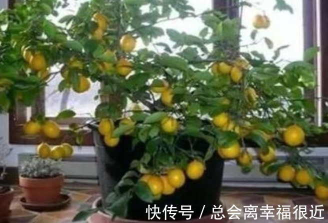 柠檬|家里最适合养上“3种花”,人养花,花也养人,解毒败火,值得养