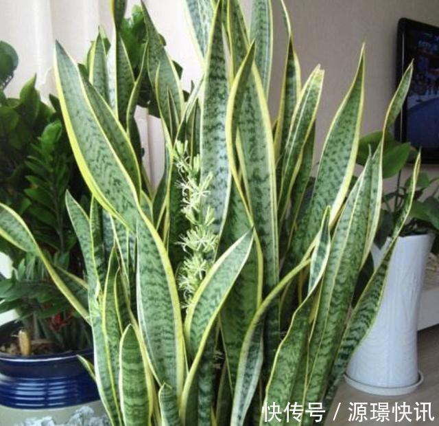 家里“肥料”不够用,出门捡“2种料”,处理后撒盆里,养分足!