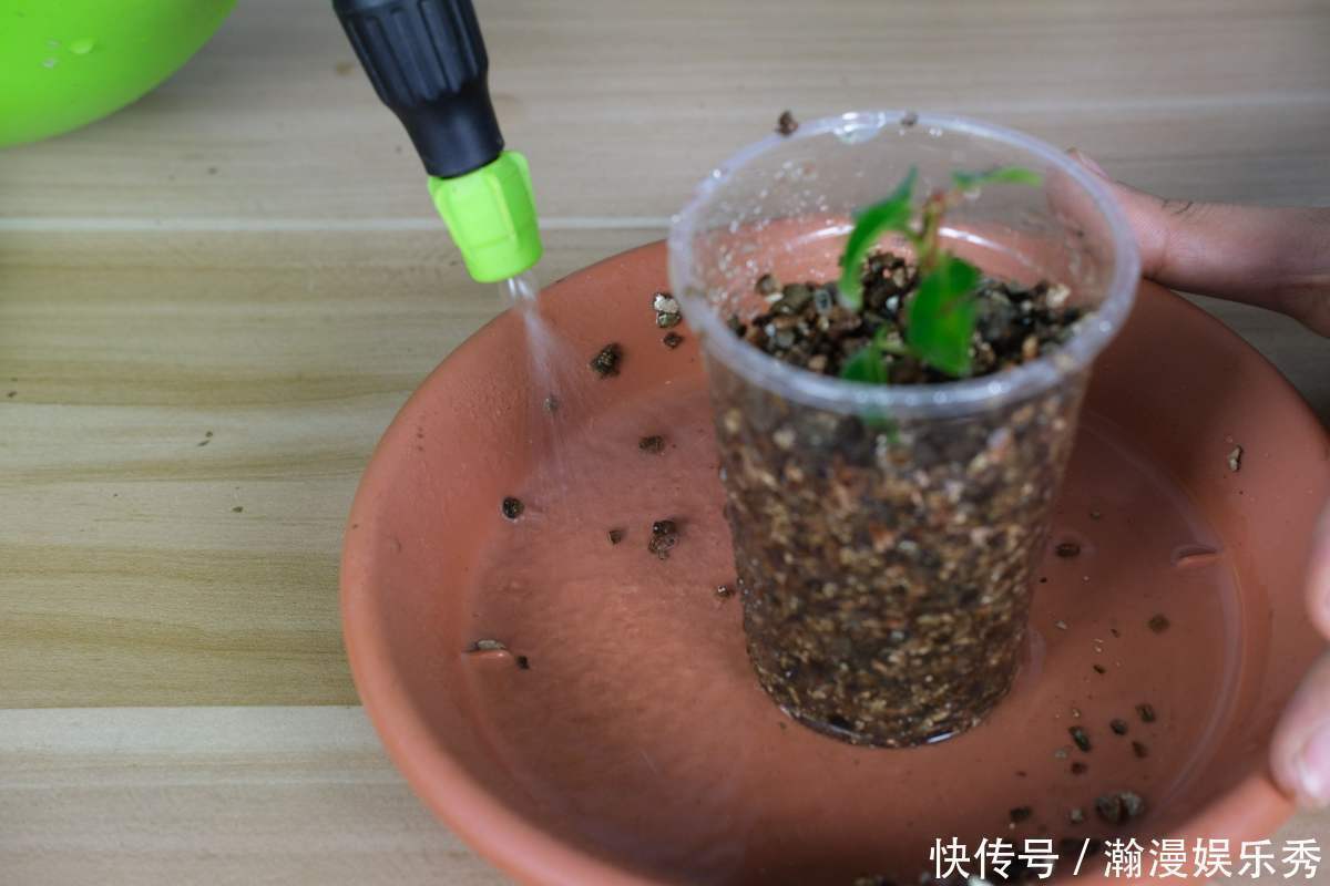 硬度|教你一些浇水的方法,从此浇花不再盲目,花长得又快又旺!