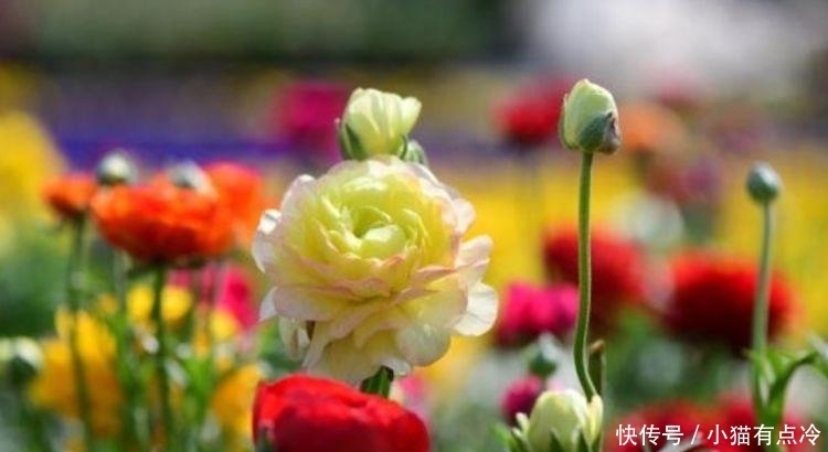 4种花美的出奇,不仅花好看,开花喜庆又好养,满屋飘香!