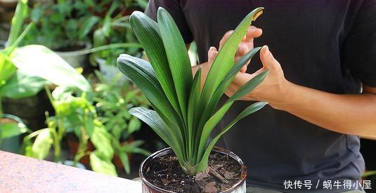 春天给君子兰换盆,选择花盆有讲究,用对了越养越旺