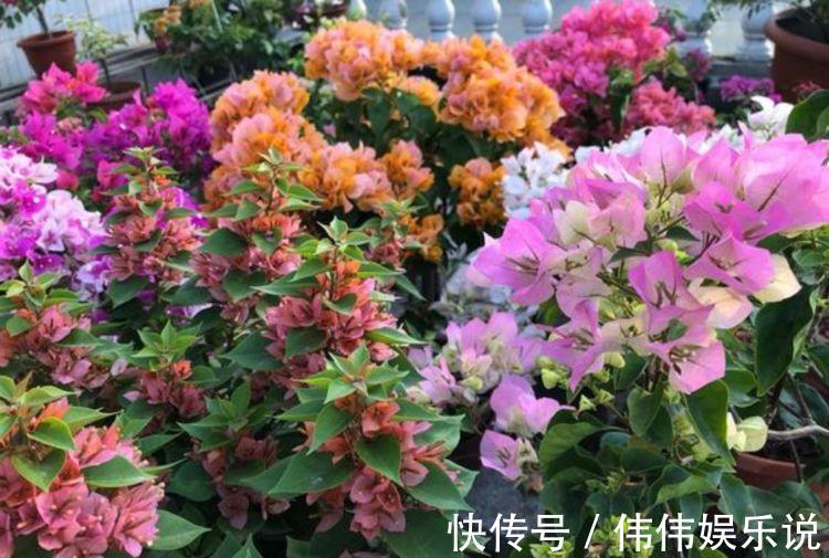 3种花是花中“大美女”，不用管就得长得旺，花开满盆！
