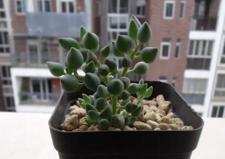 多肉达人手把手教你怎么把肉嘟嘟、圆滚滚的“锦上珠”养爆盆