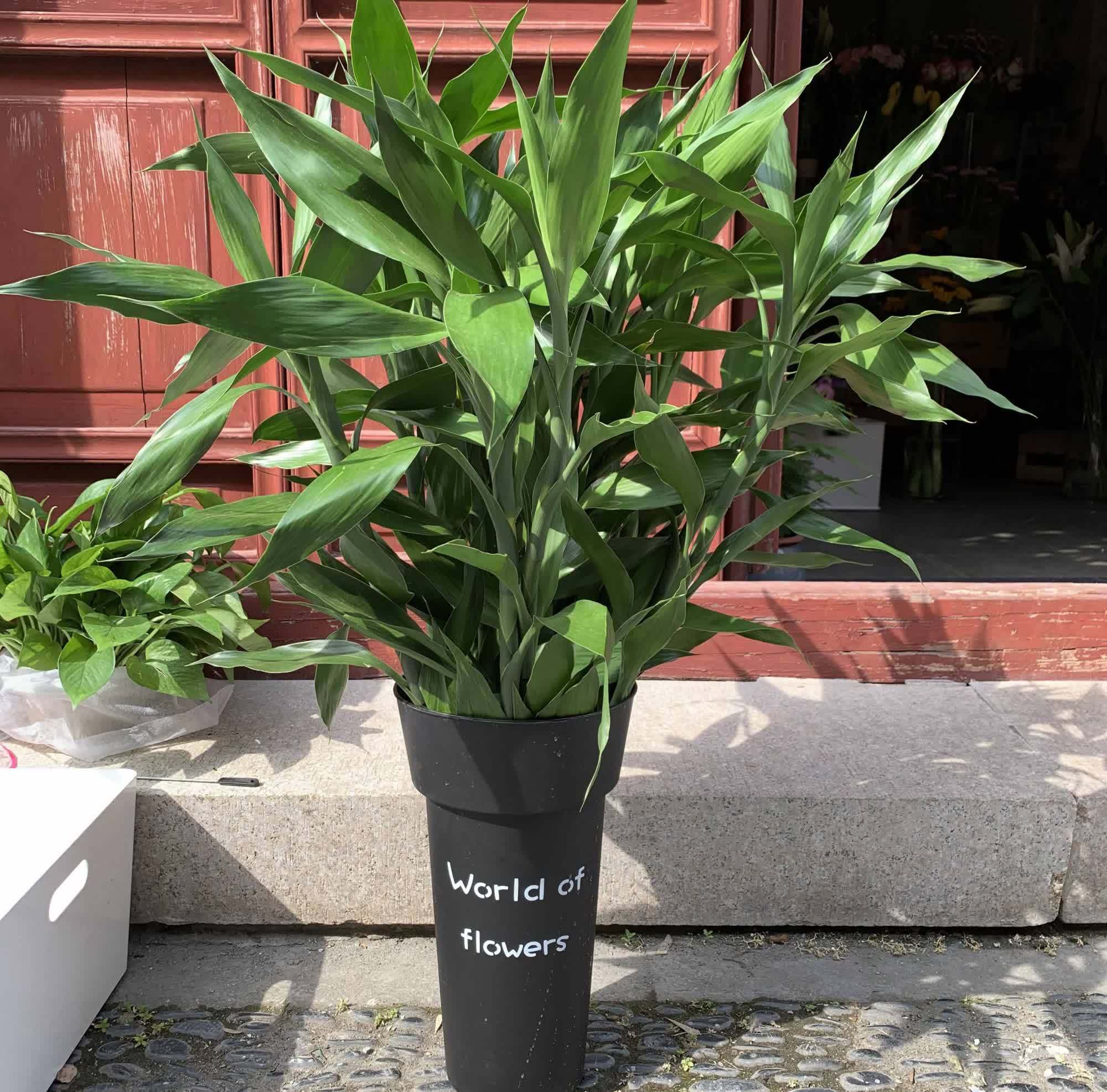 富贵竹四季常绿,这几个知识点要知道,学一学