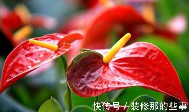 仙客来|从8月24日开始,家养此款花卉,花开还有清香,花朵雍容华贵