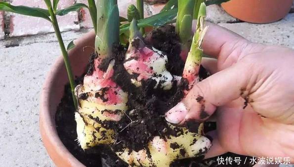 春天养花,不如在冬天种菜,撒一把菜籽,不到1个月就能收割