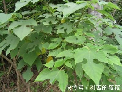 人体健康|糖尿病的“源头”发现了,或许不是甜食,而是此物,劝你不要吃