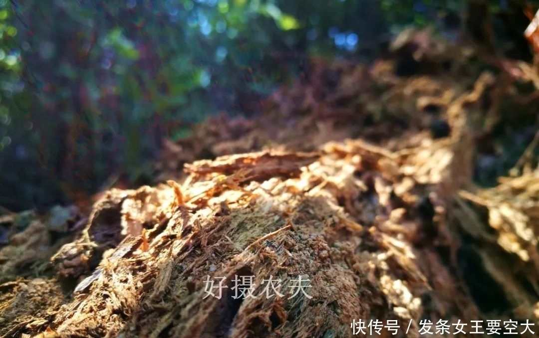 用什么可以去掉腐叶土里的虫?兰友:1块钱就解决