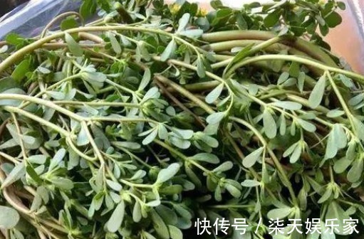 阳台|阳台盆栽的“2种”植物,阳台种一些,够吃大半年!