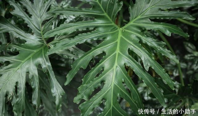 新房内养这几种花卉，甲醛快速“消灭”，空气香又甜，好养又漂亮！