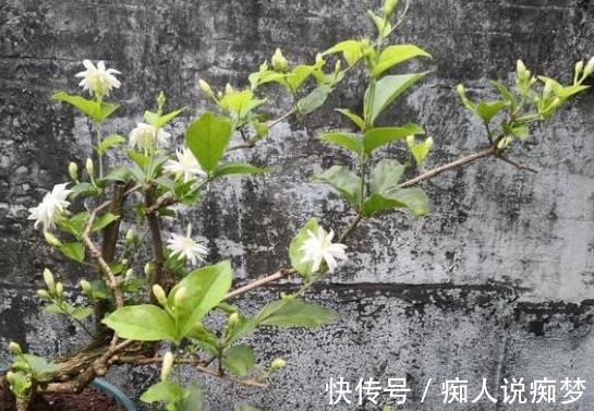 养茉莉花,莫“偷懒”,稍微不注意,僵苗不生长