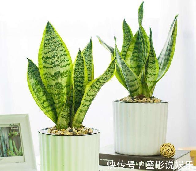 发财树|都误以为这6种绿植不开花，殊不知开花给人惊喜感，养护有技巧