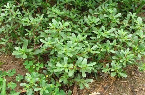 本草纲目|马齿苋被称为“抗生素”,可应该用根还是叶子营养师别吃错