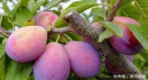 超市|超市很常见的3种食物，排毒润肠，缓解疲劳，越吃越年轻！