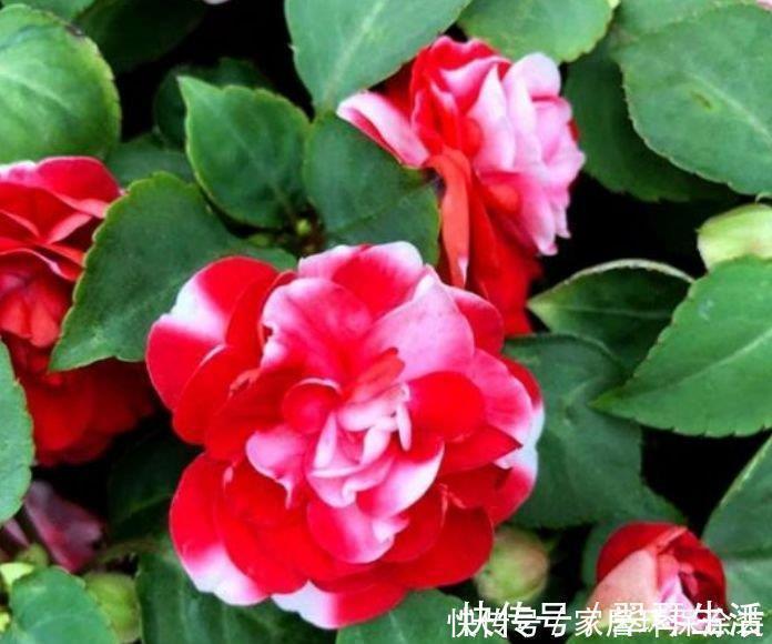 家养这些植物，花期长、花量大，好养又漂亮，你养了吗？