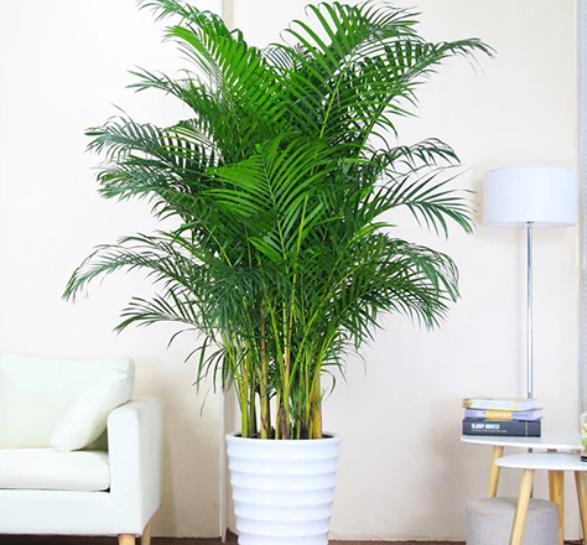 大气上档次|适合客厅的5种大型植物,养一盆大气上档次,空气清新颜值高
