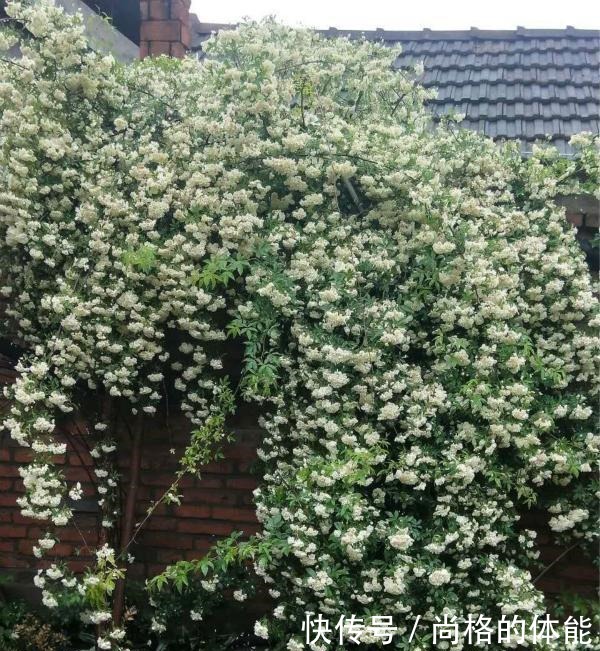 他在木屋旁种了一棵花，一养就是10年，花开时大家都夸神仙居所！