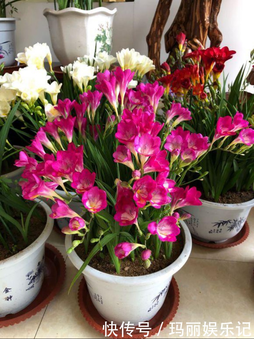 串钱藤|最适合卧室摆放的9种植物,清新素雅,安全无毒,还特好养活