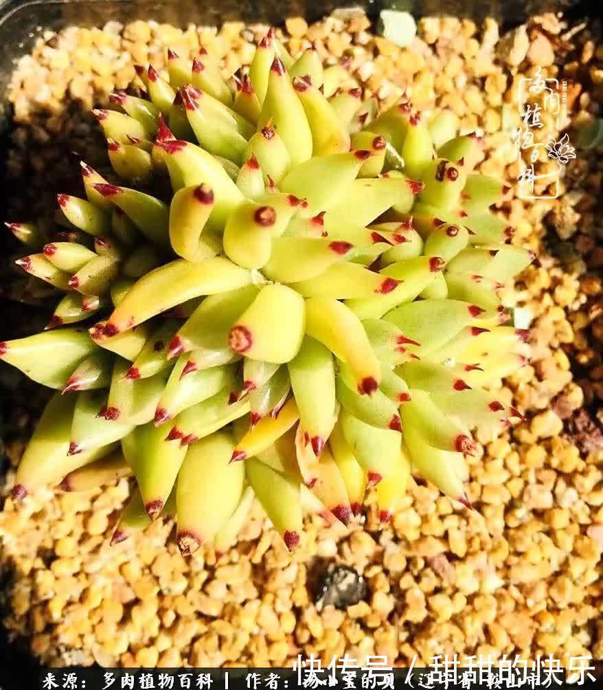 蚧壳虫|远嫁他乡,多肉是我孤寂时最美的陪伴!