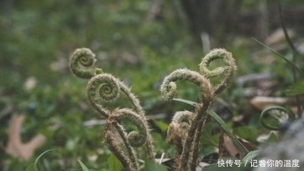 荠菜|几种农村常见的食疗野菜，好吃健康，还有降血糖，清热解毒的功效