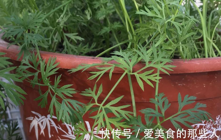 再也不用担心没地方种菜了只需一个花盆就能种出好吃的胡萝卜盆栽