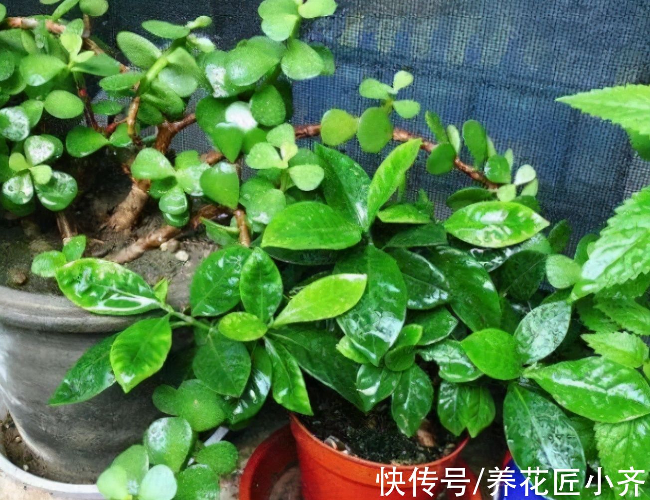 秋天|秋天养花别信“偏方”,正儿八经养花,才能长得旺盛,彻底开爆盆