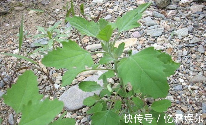 刺儿菜刺儿菜|农村的这几种野菜,利尿消肿、养肝护肝,多吃没有坏处!