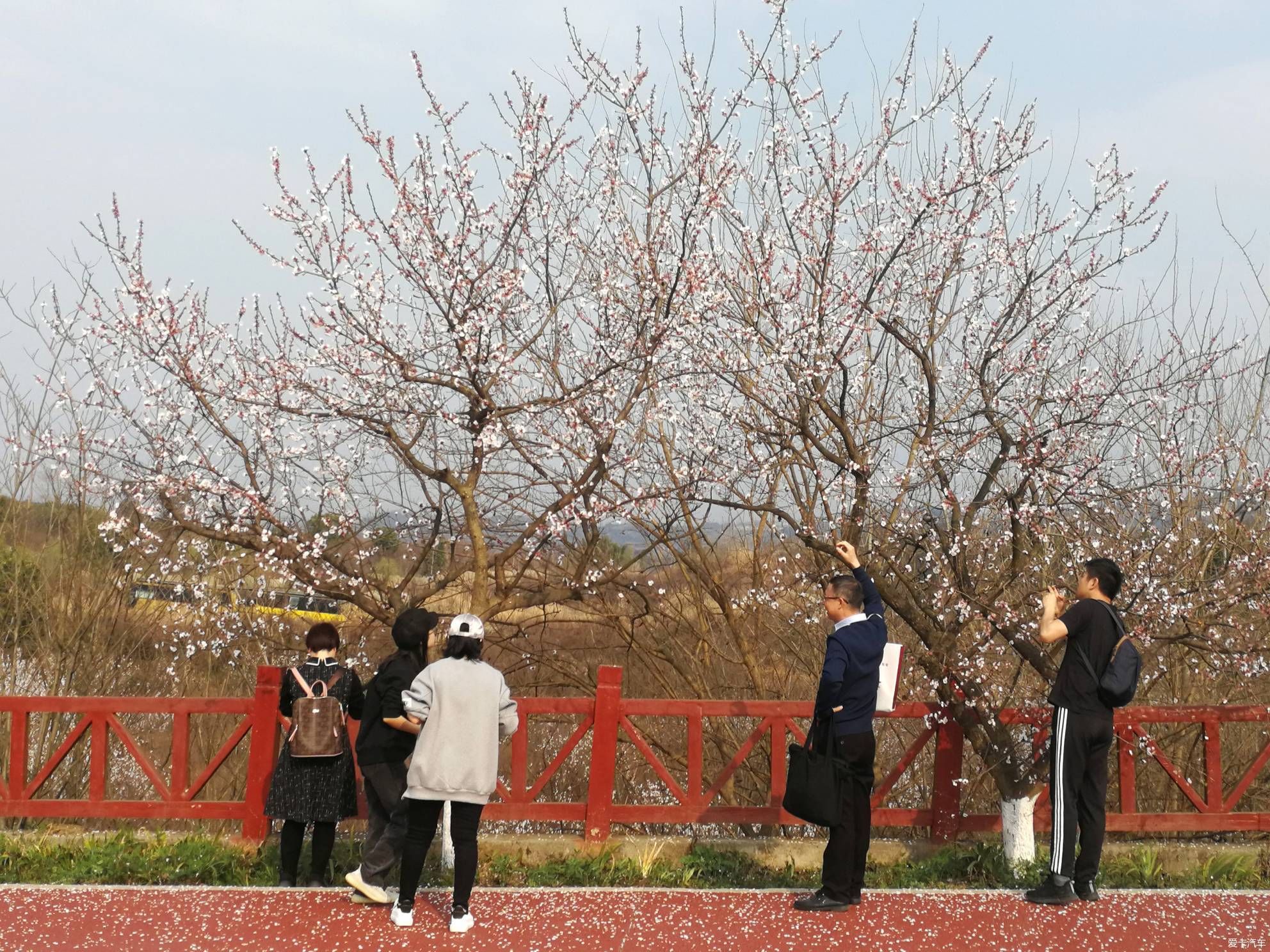 不负春光，乡村赏花