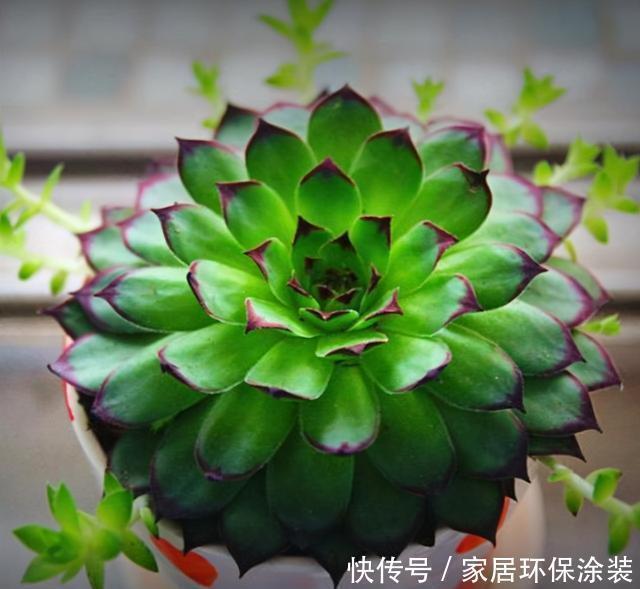 这三多肉是公认的爆崽小能手,光线差也易爆小崽,独苗养成小老桩