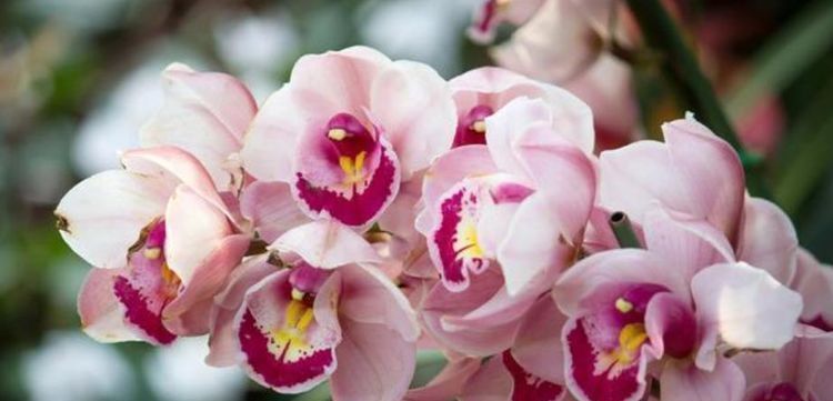 养花|养花就养4种花,开花很漂亮,花量大不操心,越养越喜欢