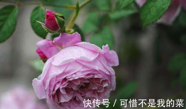 奥斯汀|推荐15种欧月月季任你选,开花最多、花量最大,超美!