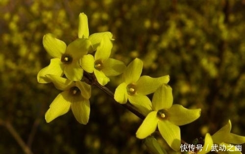 黄花条|这种在早春开放的花朵，不仅能治疗痈疮肿毒，还有通经止痛的作用