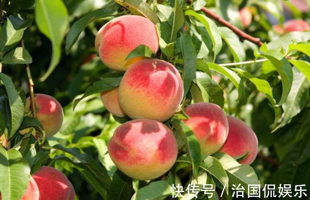 强身健体|肤白貌美、抗衰老、抗疲劳这三种水果是您的不二选择