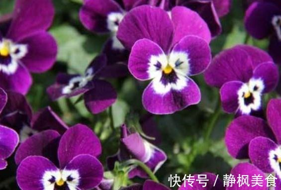 超哥|三色堇花开“颜色暗”赶紧抹点“它”，叶片油亮、花儿红艳艳