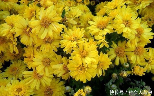 这5种花很适合4月养,花期长,好活还耐旱,现在养夏天正好赏!