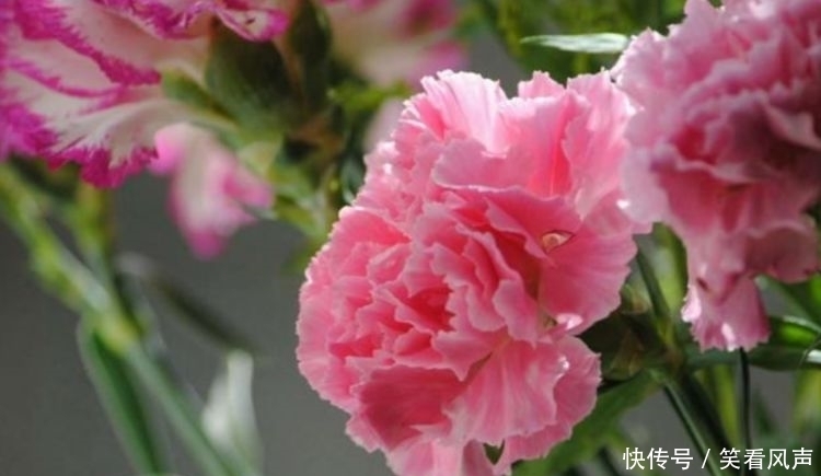 最有仙气的4种花，迷人的花朵，开满整个花盆，美不胜收