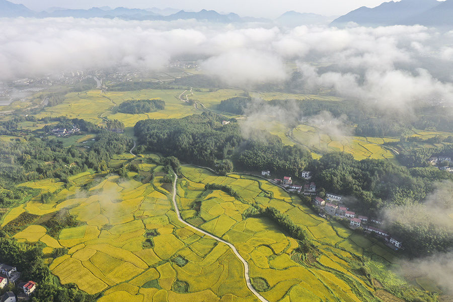 宣城|宣城旌德：白露节气到 梯田入画来