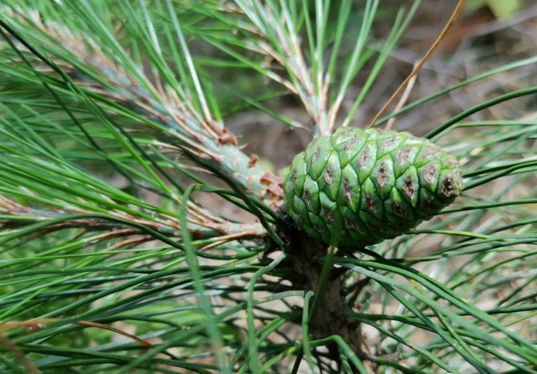 松节油|松树是个宝，种植兰花少不了，可为何很多兰友却用不好？
