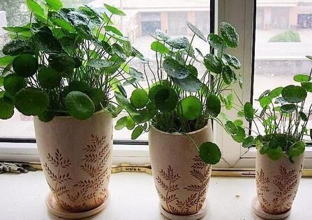 养花人的6种“毛病”,全中了都是养花高手,我中了4个!