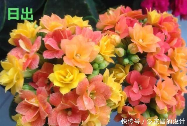 花友们,这花越养越上瘾,入坑成了品种控,家里开成花海洋