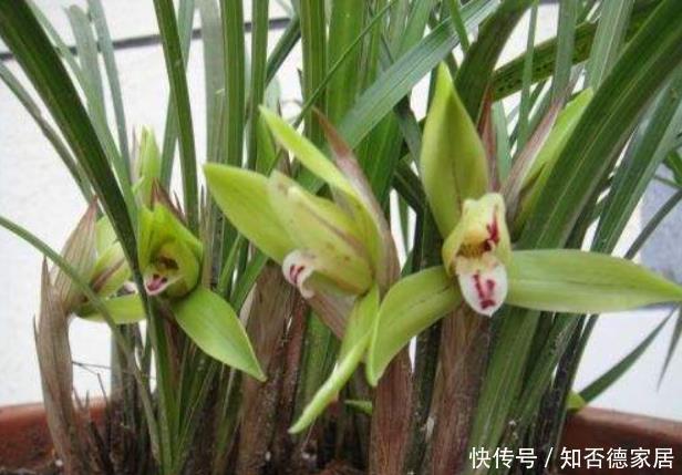 做好|春兰花箭长不高?原因只有1个,下次促花做好,花箭拔高开花棒!