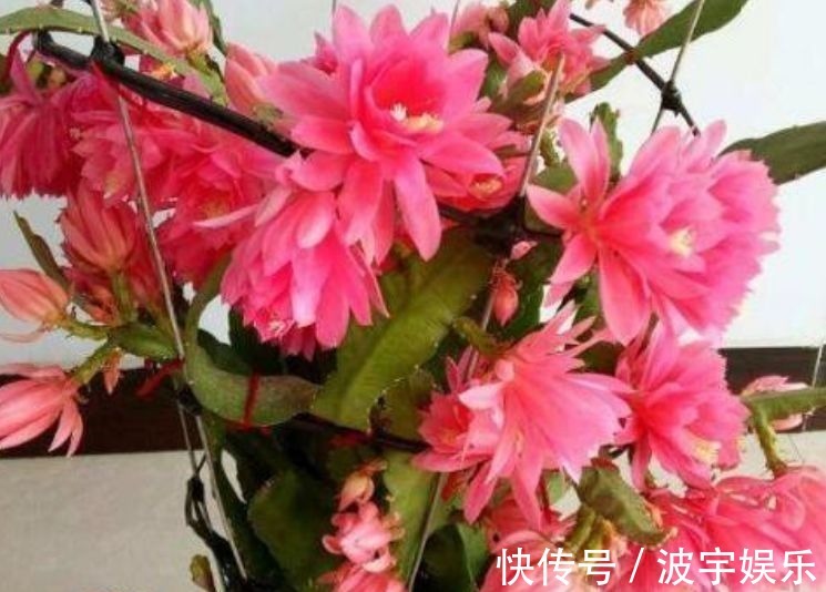 几种花养家里真好看,花朵硕大花期长,美不胜收好养活,养花首选